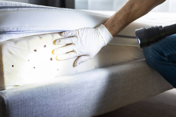 Best Flea Control Services  in Hudson Lake, IN